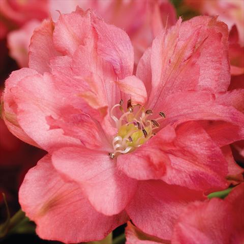 Photos von Blumenvarianten benutzt als: Topf Delphinium hybrida Red Caroline