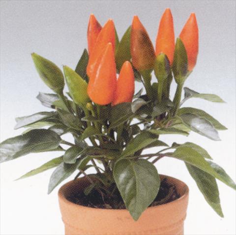 Photos von Blumenvarianten benutzt als: Ampel/Topf Capsicum annuum Salsa Orange