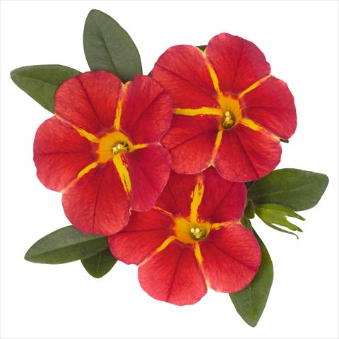 Photos von Blumenvarianten benutzt als: Topf und Beet Calibrachoa hybrida Aloha Classic Aloha Red Cart Wheel