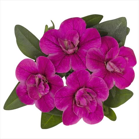 Photos von Blumenvarianten benutzt als: Beet, Topf oder Ampel Calibrachoa hybrida Aloha Double Purple