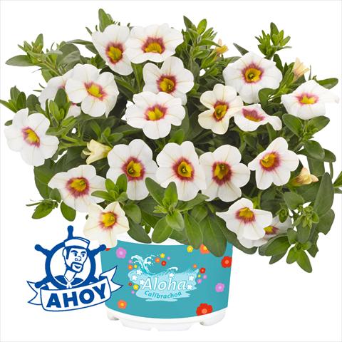 Photos von Blumenvarianten benutzt als: Beet, Topf oder Ampel Calibrachoa hybrida Aloha Kona Tiky White