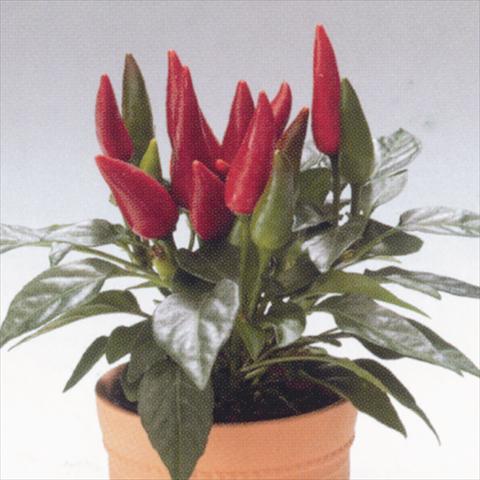 Photos von Blumenvarianten benutzt als: Ampel/Topf Capsicum annuum Salsa Red