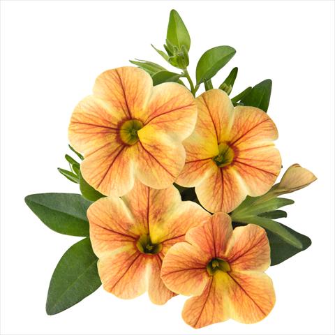 Photos von Blumenvarianten benutzt als: Beet, Topf oder Ampel Calibrachoa hybrida Volcano Sunrise