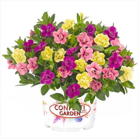 Photos von Blumenvarianten benutzt als: Ampel/Topf 3 Combo Confetti Garden Aloha Double MySweetheart