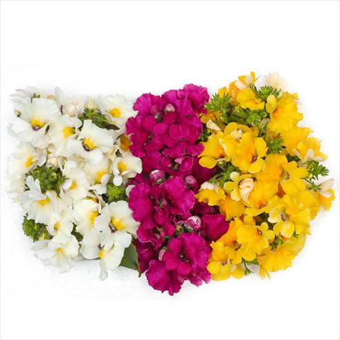 Photos von Blumenvarianten benutzt als: Ampel/Topf 3 Combo Confetti Garden Angelart Angel Cherry Clouds