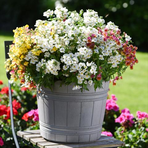 Photos von Blumenvarianten benutzt als: Ampel/Topf 3 Combo Confetti Garden Angelart Angel Peschy Clouds