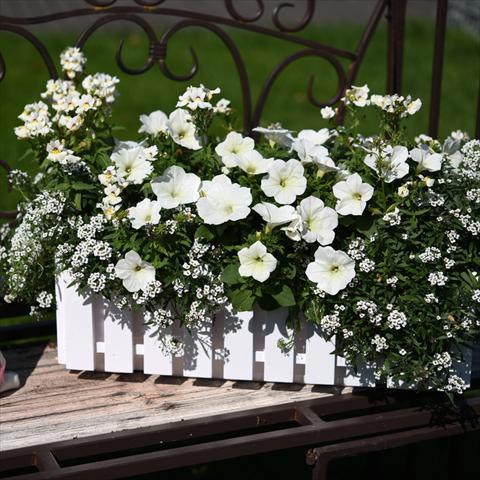 Photos von Blumenvarianten benutzt als: Ampel/Topf 2 Combo Confetti Garden YoloGlossy Snow Angel