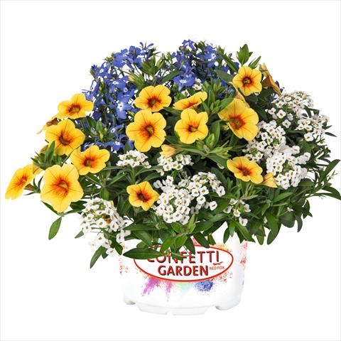 Photos von Blumenvarianten benutzt als: Ampel/Topf 3 Combo Confetti Garden Yolo Glossy Spring