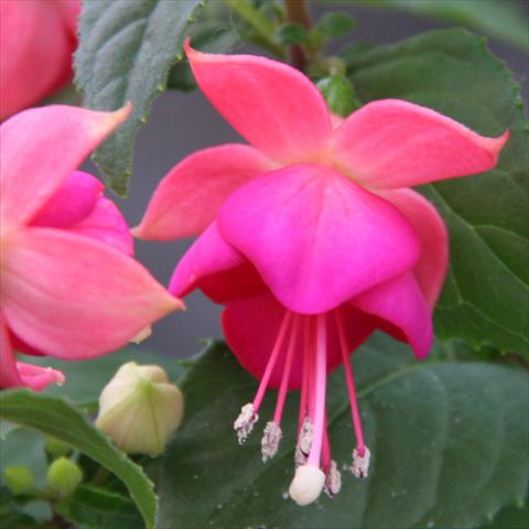 Photos von Blumenvarianten benutzt als: Ampel/Topf Fuchsia hybrida Classica Force Tarbes