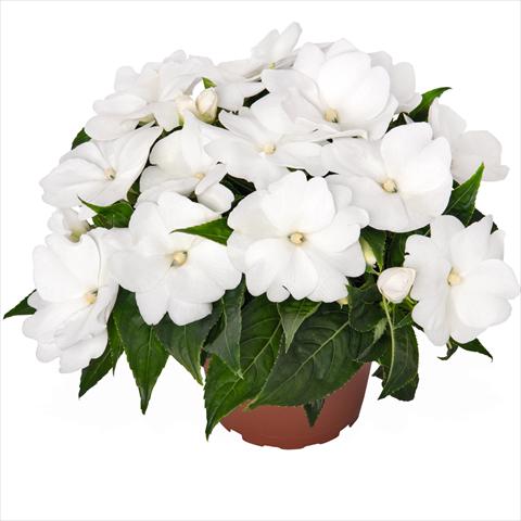 Photos von Blumenvarianten benutzt als: Beet, Topf oder Ampel Impatiens N. Guinea Magnum Clear White