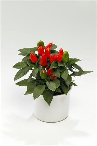 Photos von Blumenvarianten benutzt als: Ampel/Topf Capsicum annuum Tango Deep Orange