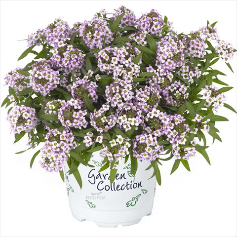 Photos von Blumenvarianten benutzt als: Topf Lobularia maritima Yolo Top lavender