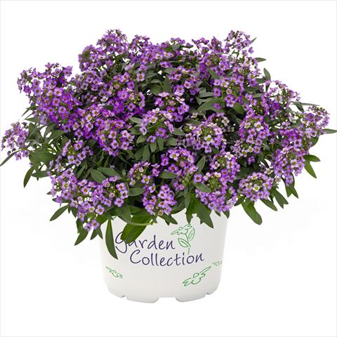 Photos von Blumenvarianten benutzt als: Topf Lobularia maritima Yolo Top Purple