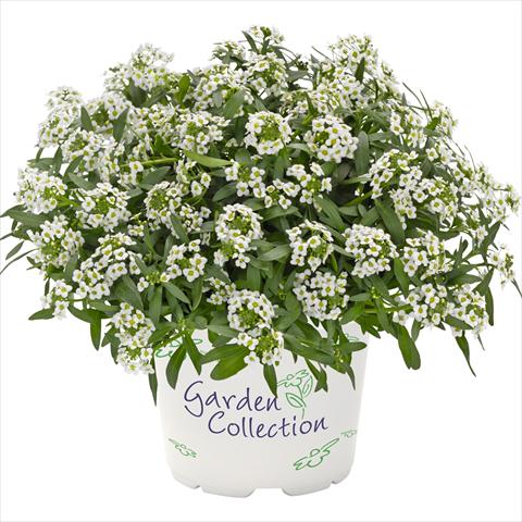 Photos von Blumenvarianten benutzt als: Topf Lobularia maritima Yolo Top White