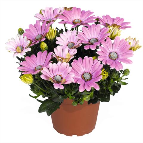 Photos von Blumenvarianten benutzt als: Topf Osteospermum Smoothies Soft Pink