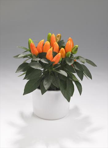 Photos von Blumenvarianten benutzt als: Ampel/Topf Capsicum annuum Tango Light Orange