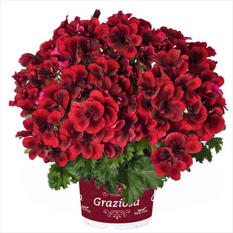 Photos von Blumenvarianten benutzt als: Topf Pelargonium crispum Regal Graziosa Red
