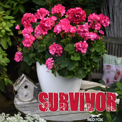 Photos von Blumenvarianten benutzt als: Topf Pelargonium zonale Survivor Rose Pink