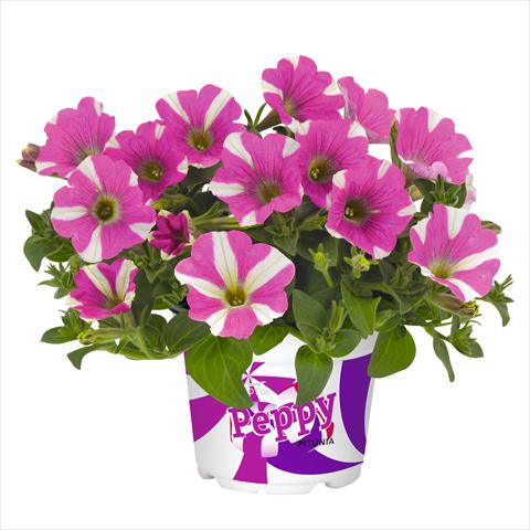 Photos von Blumenvarianten benutzt als: Ampel/Topf Petunia hybrida Peppy Pink