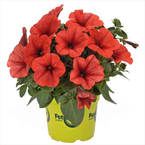 Photos von Blumenvarianten benutzt als: Ampel/Topf Petunia hybrida Potunia Bright Orange
