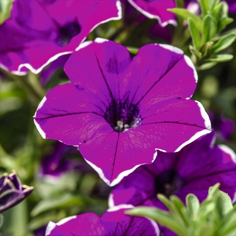 Photos von Blumenvarianten benutzt als: Topf, Beet, Terrasse, Ampel Petunia hybrida Surprise Magenta Halo