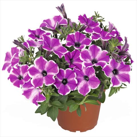 Photos von Blumenvarianten benutzt als: Ampel/Topf Petunia hybrida Surprise Purple Dance