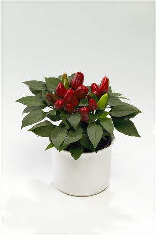 Photos von Blumenvarianten benutzt als: Ampel/Topf Capsicum annuum Tango Red