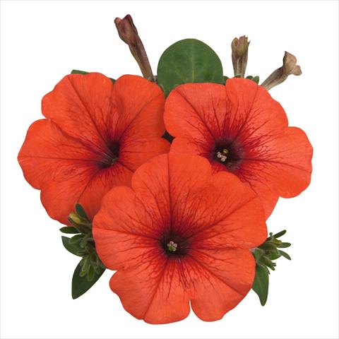 Photos von Blumenvarianten benutzt als: Ampel/Topf Petunia hybrida Sweetunia Orange Flash