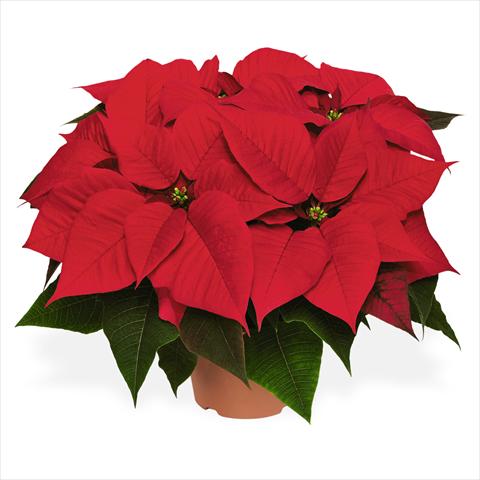 Photos von Blumenvarianten benutzt als: Topf Poinsettia - Euphorbia pulcherrima Red Fox Special Red Cosmo Red