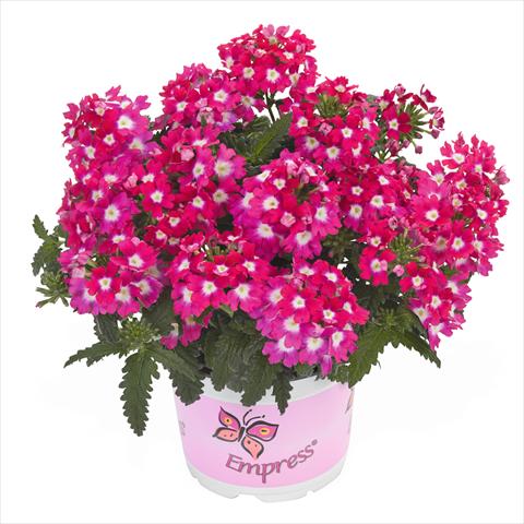 Photos von Blumenvarianten benutzt als: Ampel/Topf Verbena hybrida Empress Flair Cherry Charme