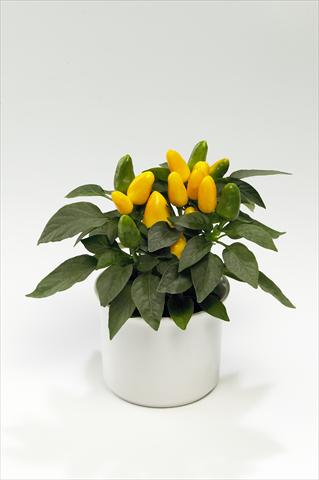 Photos von Blumenvarianten benutzt als: Ampel/Topf Capsicum annuum Tango Yellow
