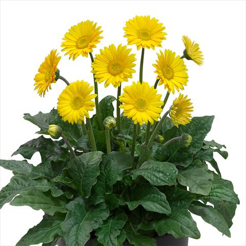 Photos von Blumenvarianten benutzt als: Topf und Beet Gerbera jamesonii Garvinea Sweet® Smile®