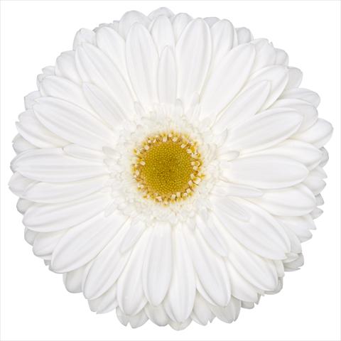 Photos von Blumenvarianten benutzt als: Topf Gerbera jamesonii Standard Beluga®