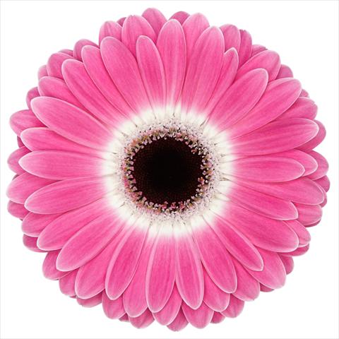 Photos von Blumenvarianten benutzt als: Topf Gerbera jamesonii Standard Cubanita®