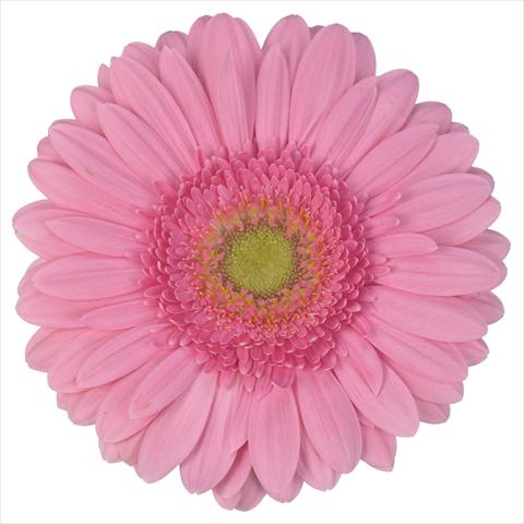 Photos von Blumenvarianten benutzt als: Topf Gerbera jamesonii Standard Fairlady®