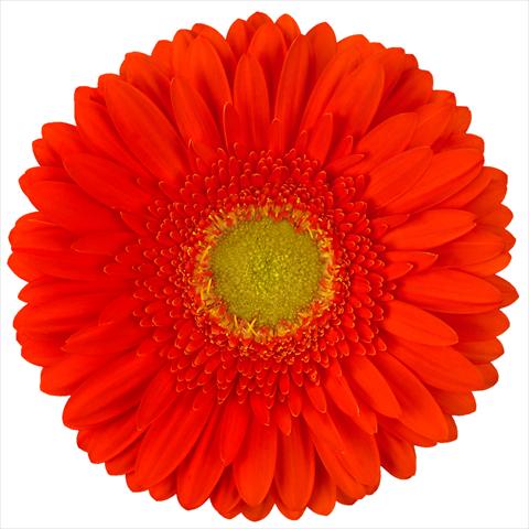 Photos von Blumenvarianten benutzt als: Topf Gerbera jamesonii Standard Kingsley®