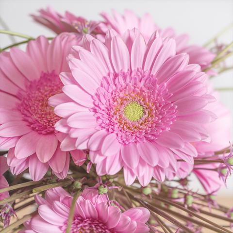 Photos von Blumenvarianten benutzt als: Topf Gerbera jamesonii Mini Gerbera Ballerina®