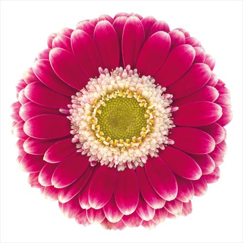 Photos von Blumenvarianten benutzt als: Topf Gerbera jamesonii Mini Gerbera Cassis®