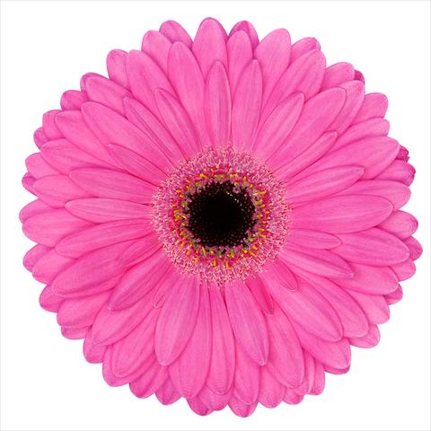 Photos von Blumenvarianten benutzt als: Topf Gerbera jamesonii Mini Gerbera Magic®