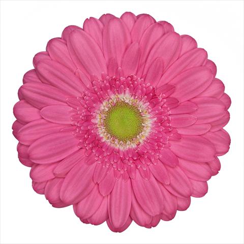 Photos von Blumenvarianten benutzt als: Topf Gerbera jamesonii Standard Samara®