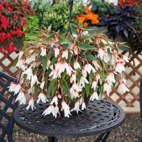 Photos von Blumenvarianten benutzt als: Ampel/Topf Begonia boliviensis Bossa Nova Pure White