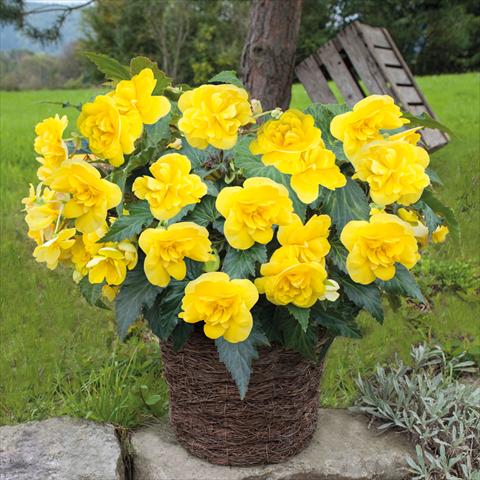 Photos von Blumenvarianten benutzt als: Topf Begonia tuberhybrida Joy Yellow