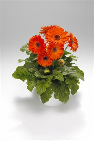 Photos von Blumenvarianten benutzt als: Ampel/Topf Gerbera jamesonii Royal Deep Orange