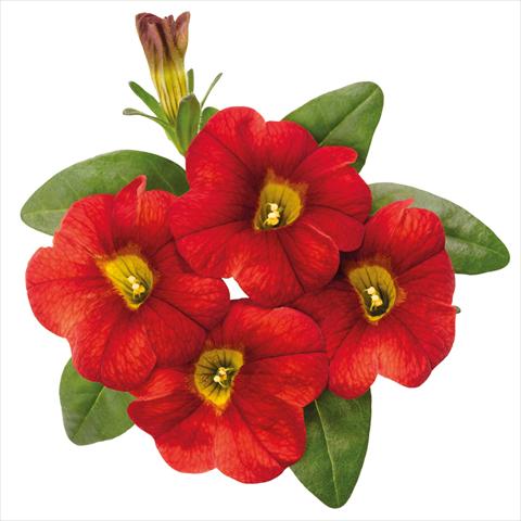 Photos von Blumenvarianten benutzt als: Topf Calibrachoa hybrida Jambo Fire