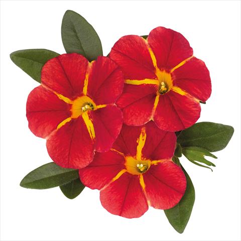 Photos von Blumenvarianten benutzt als: Ampel/Topf Calibrachoa hybrida Jambo Red Cartwheel