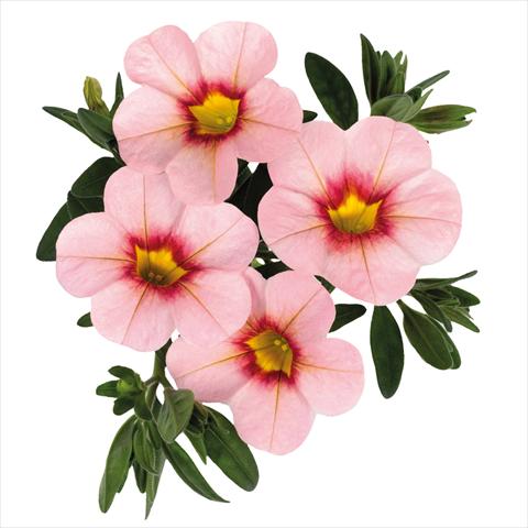 Photos von Blumenvarianten benutzt als: Ampel/Topf Calibrachoa hybrida Jambo Soft Pink