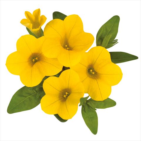 Photos von Blumenvarianten benutzt als: Ampel/Topf Calibrachoa hybrida Calibrachoa Jambo Yellow