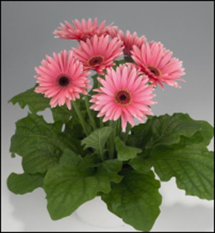 Photos von Blumenvarianten benutzt als: Ampel/Topf Gerbera jamesonii Royal Deep Pink