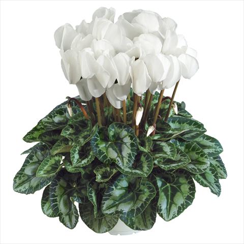 Photos von Blumenvarianten benutzt als: Topf Cyclamen persicum Halios HD Blanc