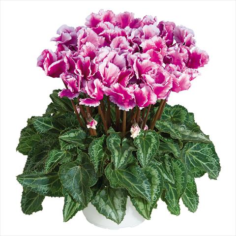 Photos von Blumenvarianten benutzt als: Topf Cyclamen persicum midi Abanico Violet